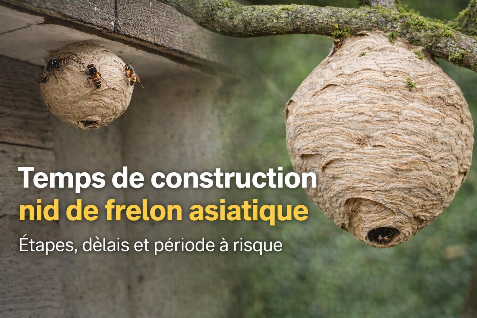 Temps de construction d’un nid de frelon asiatique