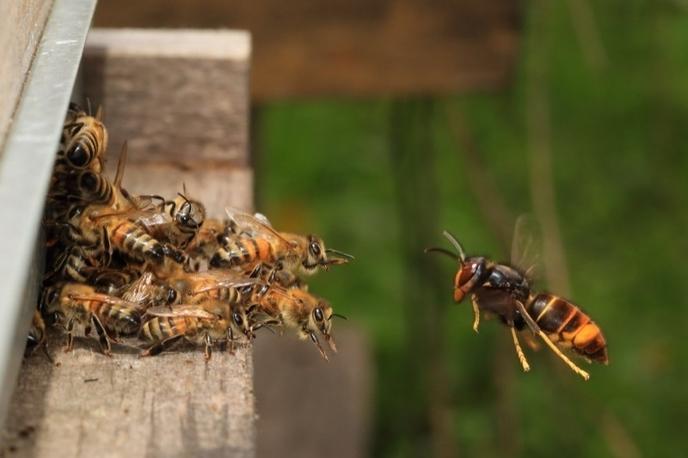 Frelon asiatique attaquant des abeilles devant une ruche