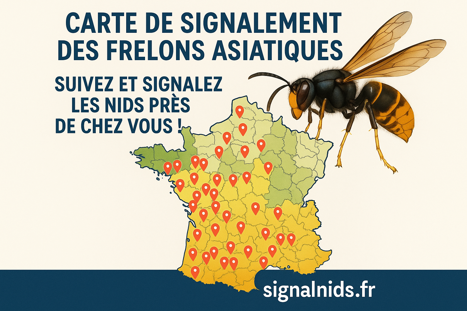 Carte des nids de frelon asiatique : signalements en France 2026