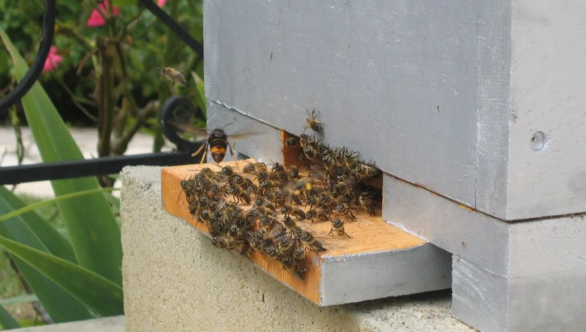 Frelon asiatique : un danger majeur pour les abeilles et les ruchers en France