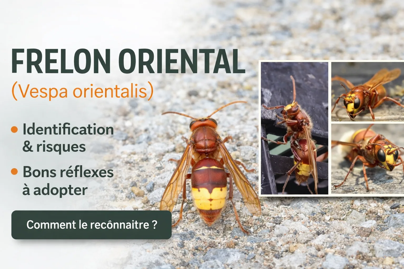 Frelon oriental : identification, danger et présence en France