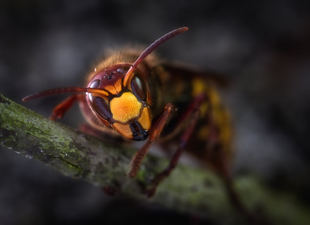 Fréjus : un frelon géant de 10 cm sème l’inquiétude dans le Var