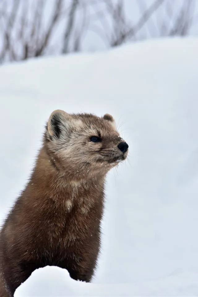 Martre des pins et frelon asiatique : mange-t-elle les nids en France ?