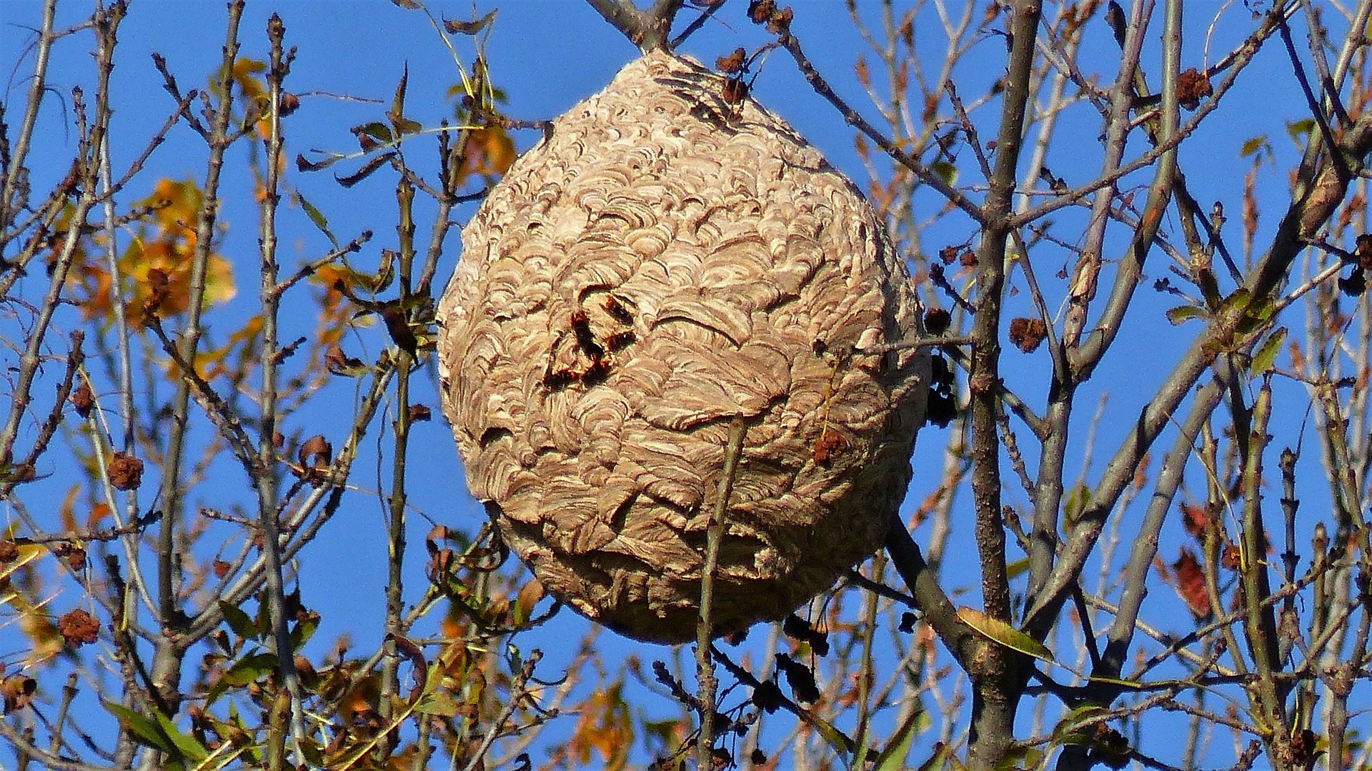 Nid de frelon asiatique (Vespa velutina) : boule en papier mâché souvent en hauteur dans un arbre