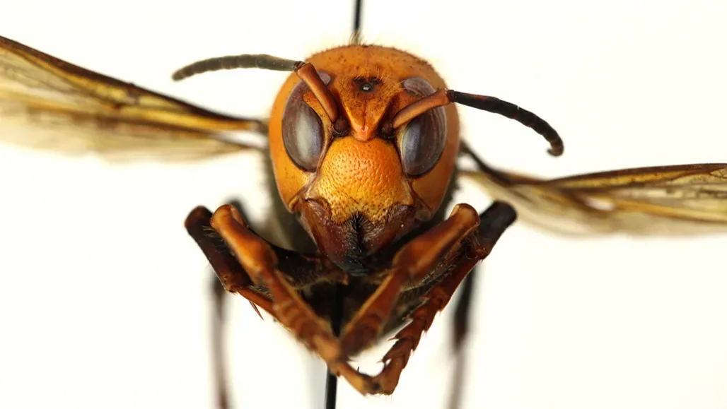 Piqûre de frelon au visage : gonflement, risques, que faire ?