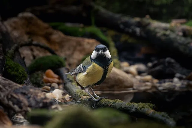 Quels prédateurs du frelon asiatique en France ? Animaux, oiseaux, parasites