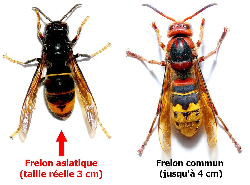 Différence entre frelon asiatique et frelon européen : comment les reconnaître