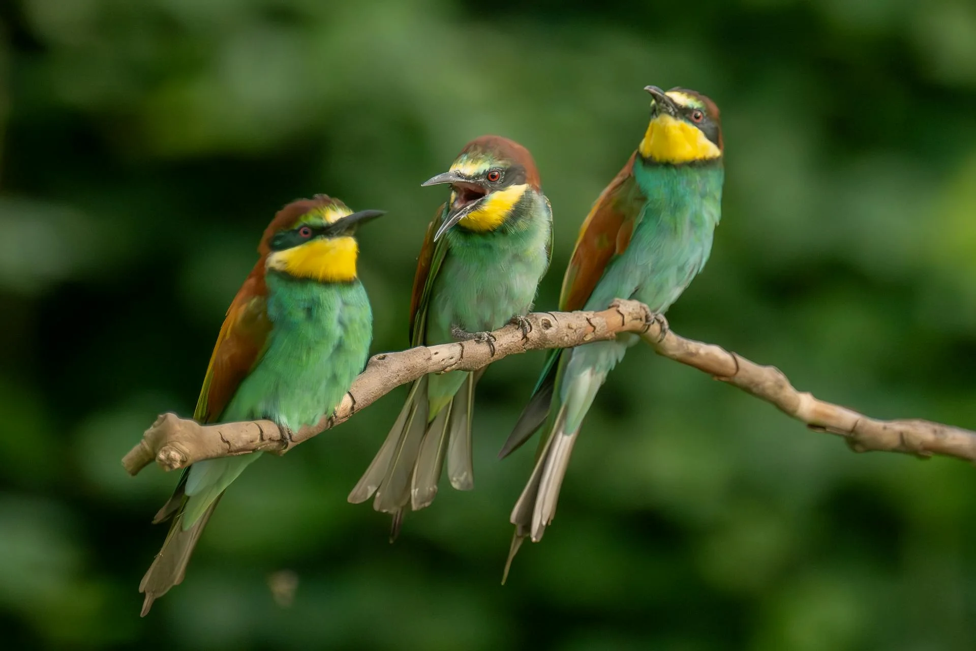 Le guêpier d’Europe : ce prédateur naturel du frelon asiatique présent en France