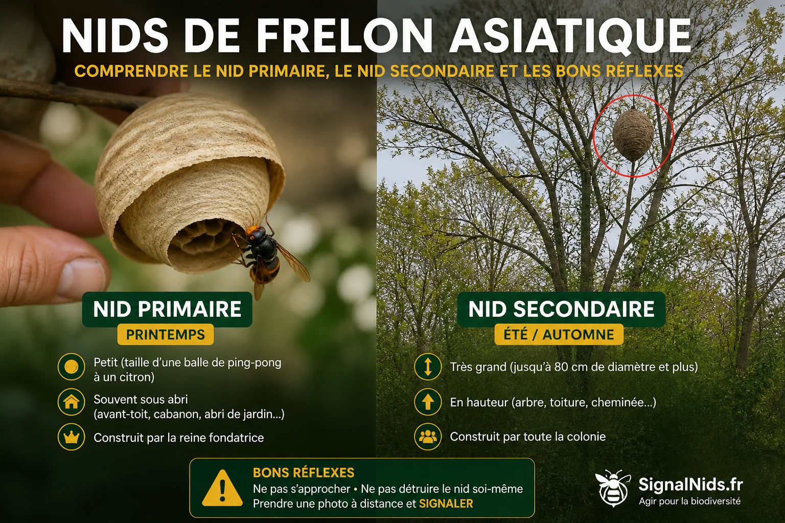 Nid primaire ou secondaire du frelon asiatique : différences