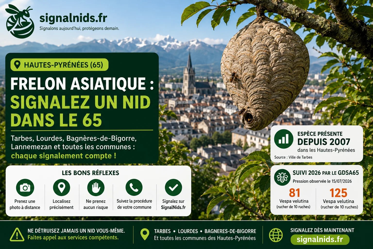 Frelon asiatique 65 : signaler un nid dans les Hautes-Pyrénées