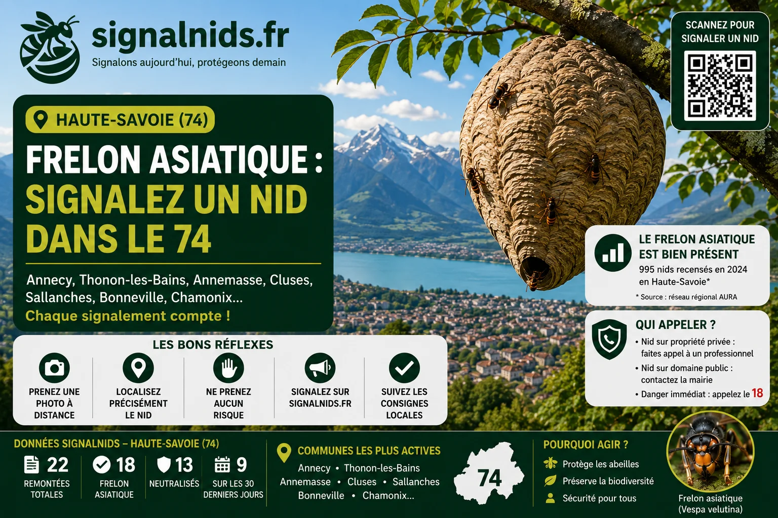Frelon asiatique Haute-Savoie (74) : nid et signalement