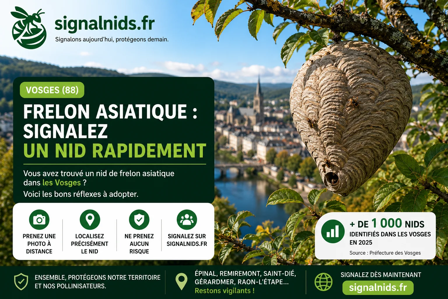 Frelon asiatique Vosges (88) : signaler un nid rapidement