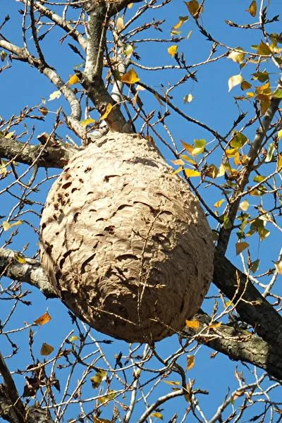 Nid de frelon asiatique en Alsace : où et comment le signaler ?