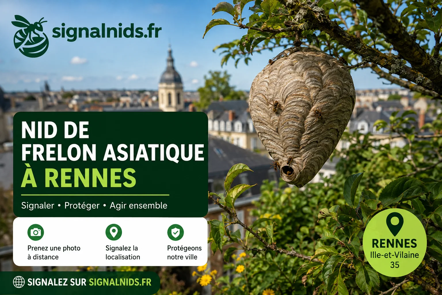 Nid de frelon asiatique à Rennes : qui appeler et où signaler ?