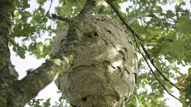 À quelle distance peut se trouver le nid d’un frelon asiatique ?