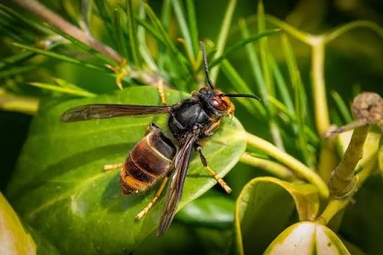 Pourquoi voit-on encore des frelons asiatiques en octobre et novembre ?